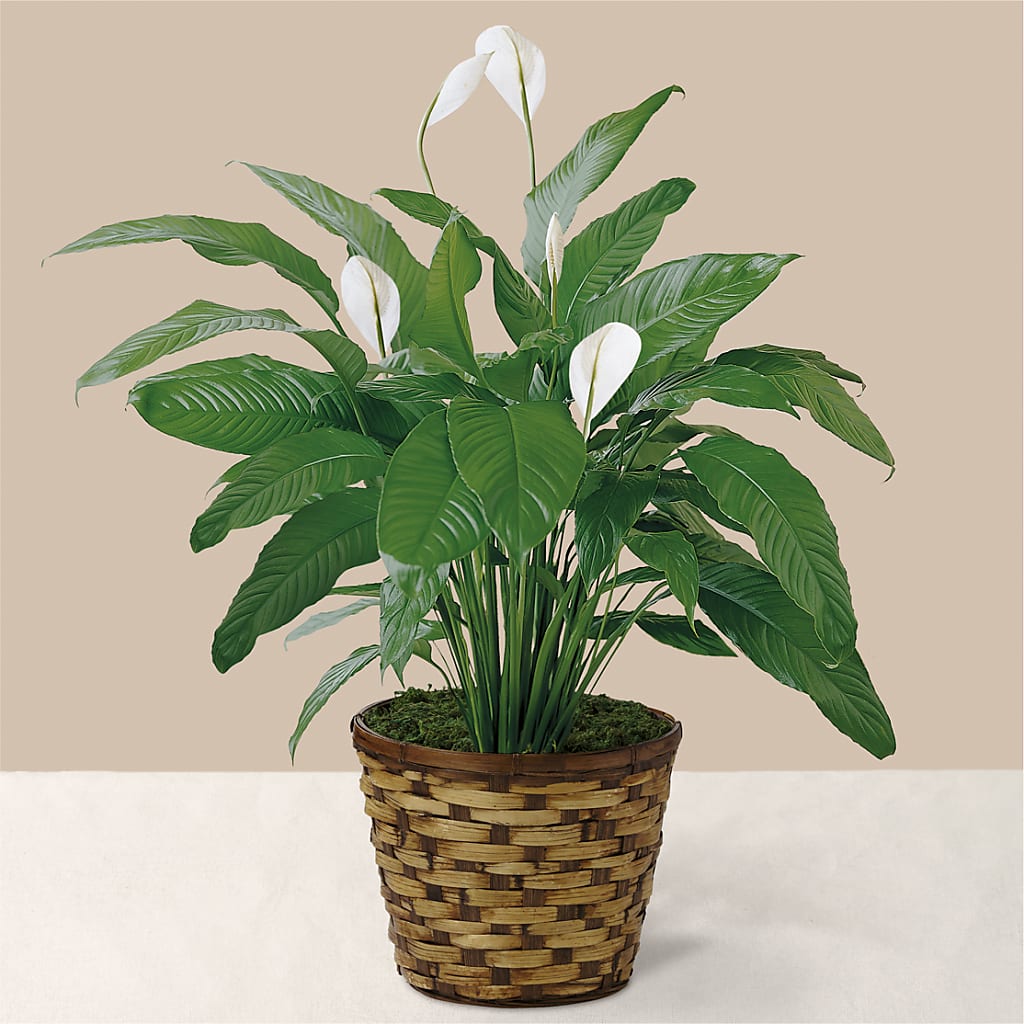 Tranquil Moments Peace Lily Plant –  Buckeye Flowers, Marysville OH