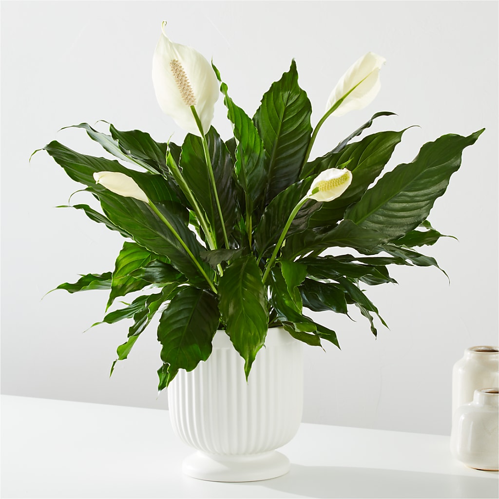 Comfort Planter –  Buckeye Flowers, Marysville OH