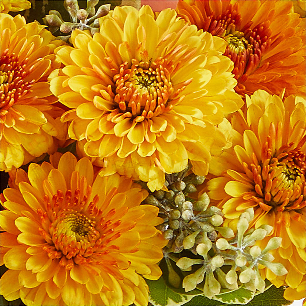 Peachy Pumpkin –  Buckeye Flowers, Marysville OH