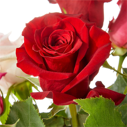 Love Notes Rose Bouquet –  Buckeye Flowers, Marysville OH